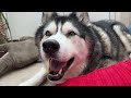 Talking Husky Has Important News to Share!