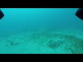 ROV filming stingrays wedge island