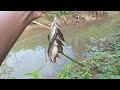 Hanya pake umpan biskuit, tapi sangat gacor cemplung langsung strike || mancing wader di sungai