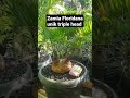 Zamia Floridana unik triple head #tanamanhias #zamia #florida #triple #caudex #plants