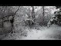 Michigan Woods in Winter