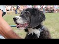 Weymouth - Dog Cider and Sausage festival 2022 - Sutton Poyntz