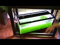 Algae Management for Indoor Aquarium: Green Carpet Algae vs Green Water 👉