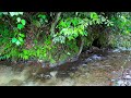 Small stream corner in the forest - The sound of the stream relaxes, relieves stress, sleep, study
