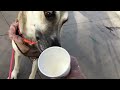 Slo mo pup cup