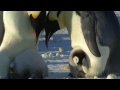 Dad Penguin Teaches Brat A Lesson