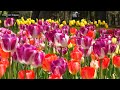 🇯🇵4K ひたち海浜公園のネモフィラ&チューリップ Nemophila Flowers & Tulips of Hitachi Seaside Park  花の名所 Blue 日立 Japan