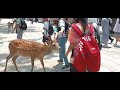 TOUR AT NARA PARK AND TODAIJI TEMPLE, NARA JAPAN #travelvlog #japan