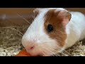 Guinea Pigs Getting Angry Because They Can’t Reach Vegetables