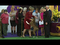 Boxers Westminster Kennel Club Dog Show 2016