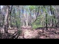 nature forest Birds ASMR