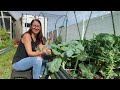 Growing Massive Cauliflowers in Hot Weather Like a Pro!