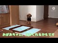 誰の側にいるのが得するか知っている犬