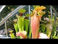 Carnivorous plant greenhouse tour with Trapkid96 🪴