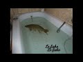 Une vidéo normal du Fishe