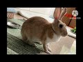 The chonk chart (rabbit edition) #the