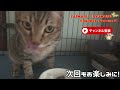 【トラ様監修作品】猫のトラ様がみずから監修を務めた企画動画。低迷しているたいまるりゅうまるちゃんねるの為に再起に挑む！果たして？？？