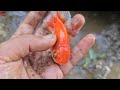 Catching big catfish in the hole there are ornamental fish, koi fish, toman fish, turtles