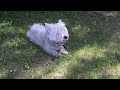 West Highland White Terrier (Westie) Bobby. After swimming