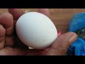 How To Make Incubator For Chicken Eggs | Egg Hatching Result 2020