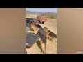 Who is The Boss ? | FUNNIEST German Shepherd Dog Video  🤣