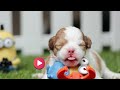 New Puppy Surprise Compilation 2023 | Suprising my husband early with his dream dog!