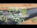 Cutting/freezing the watermelon shoots