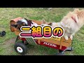 Dog event held at Tokyo Showa Kinen Park