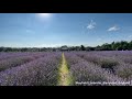 VISITING MAYFIELD LAVENDER FARM in BANSTEAD UK, BEST PLACE to VISIT DURING GREAT BRITISH SUMMERS, V3