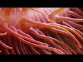 3 Hours Breathtaking Underwater Footage + Relaxing Music | Colorful Underwater World