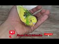 How To Trim a Budgie's Beak? Avoid These Common Mistakes When Trimming Your Budgie's Beak