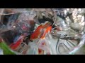 Upside down goldfish bowl in pond / inverted goldfish bowl for viewing fish and koi observatory