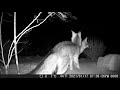 Gray Fox Attempted Mating