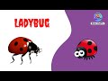 Learn Insect Names for Kids in English |🐞🐜🕷️ 30+ Insects Names for Children Learning | Kids Stuffz