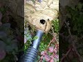 Slow-motion Baldface hornet Vacuum | Baldface hornet Nest Removal
