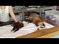 baby sloths eating