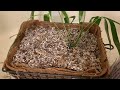 Zamia Pseudoparasitica (the only known epiphytic gymnosperm) Unboxing And Repot | Plants