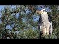 Only a Mother Could Love - Spring Shorts '22 #2 featuring the Grey Heron and chicks