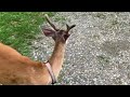 Whitetail Deer Triplets — Rare Sight @ The Hillbilly Hoarder