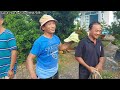 Hồi hộp và gây c.ấn khi Vua Khỉ (Ba Tùng) bật thân 2 cây Sao lớn (p. cuối) Cutting giant golden oak.