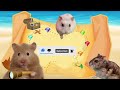 Hamster escapes Rainbow Pup maze adventure
