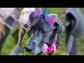 Great Dane dog growing Up - Great Dane Growth | Great Dane Compilation