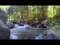 BEAUTIFUL FOREST SOUNDS, CALMING RIVER SOUNDS, FOREST SONG, NO BIRD, NATURES MUSIC, ASMR