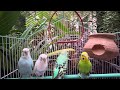 Singing Budgie - Happy Song | Most Beautiful Budgie Songs Ever | Playing Budgie