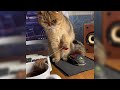 How Did He Not Notice The Web?😯Funny Cats and Dogs video V55