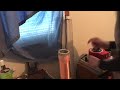 Zapping my nose with a Tesla coil: teaser/preview for Randumb Updates 2