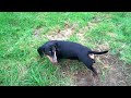 Dachshunds Hennes Hundt and Seppel..high speed digging..