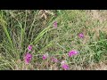 At Garry Point Park and Beach,  BC, Canada.         فى بحر وبارك جارى بوينت بكندا