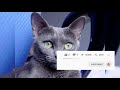 Russian Blue. Pros and Cons, Price, How to choose, Facts, Care, History