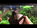 BANISH Algae From Your Aquarium With HYDROGEN PEROXIDE [Algae Control in Planted Tanks]